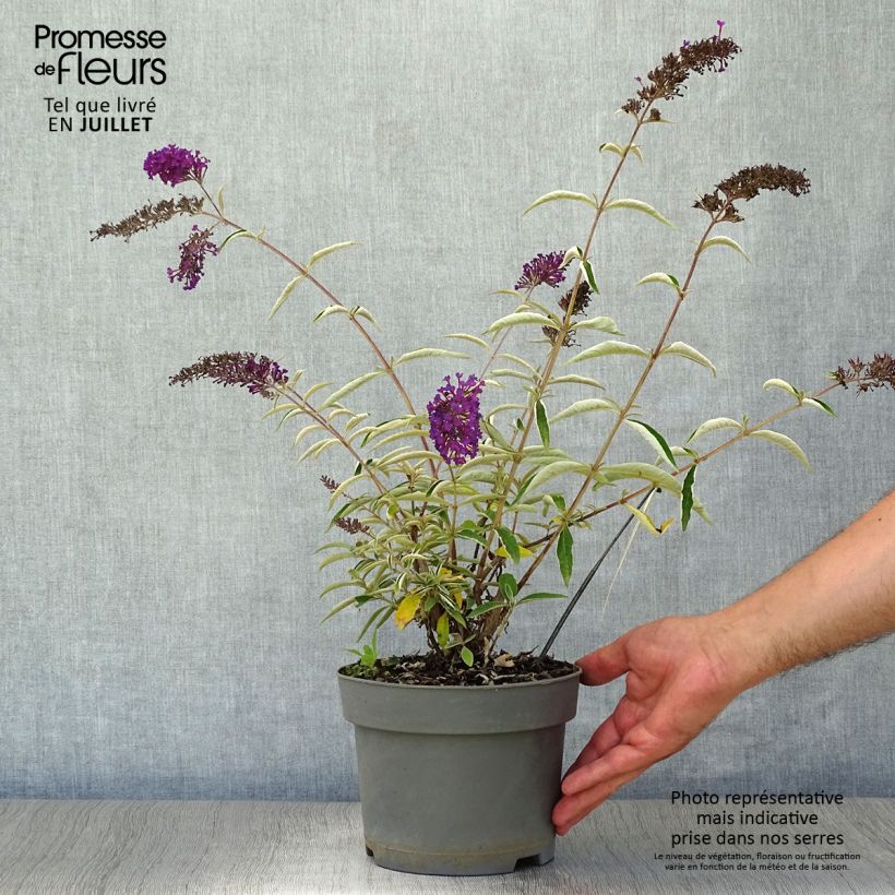 Amostra de Budleia davidii Nanho Purple Vaso de 2 L/3 L tal como entregue no verão
