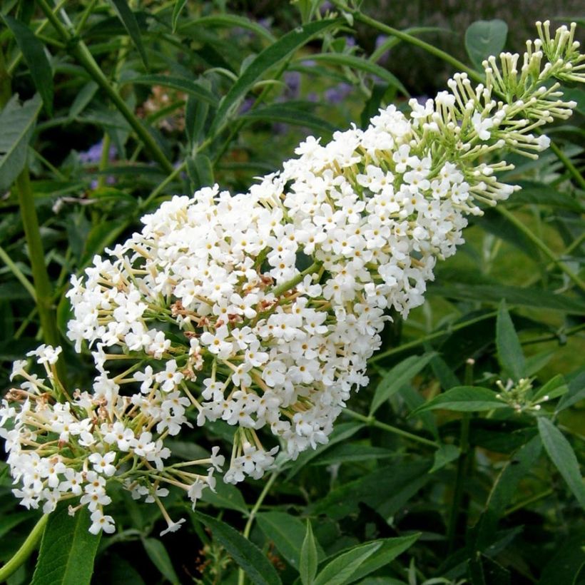 Budleia davidii Nanho White (Floração)