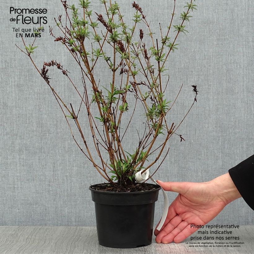 Amostra de Buddleia davidii Nanho White - Arbre aux papillons nain Vaso de 2 L/3 L tal como entregue no inverno