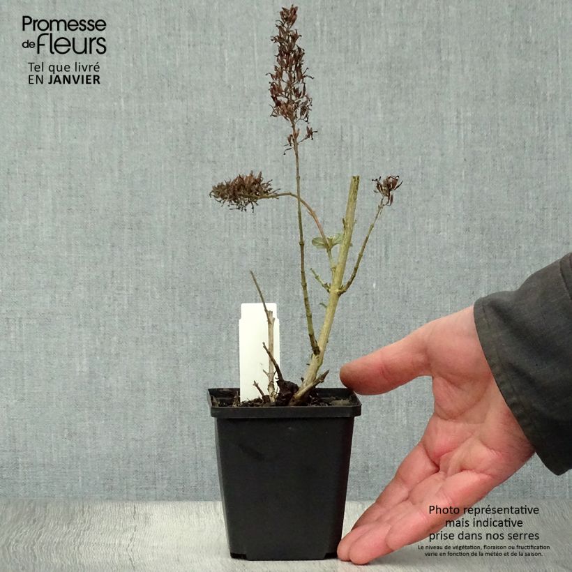 Amostra de Budleia davidii Pink Delight Vaso de 8/9 cm tal como entregue no inverno