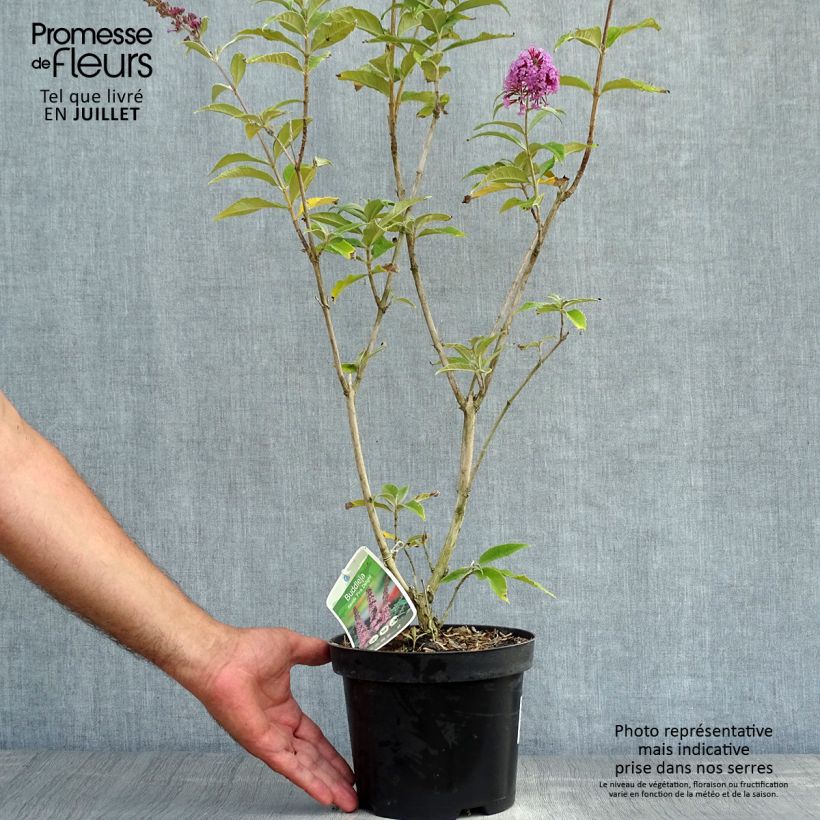 Amostra de Budleia davidii Pink Delight Vaso de 3 L/4 L tal como entregue no verão