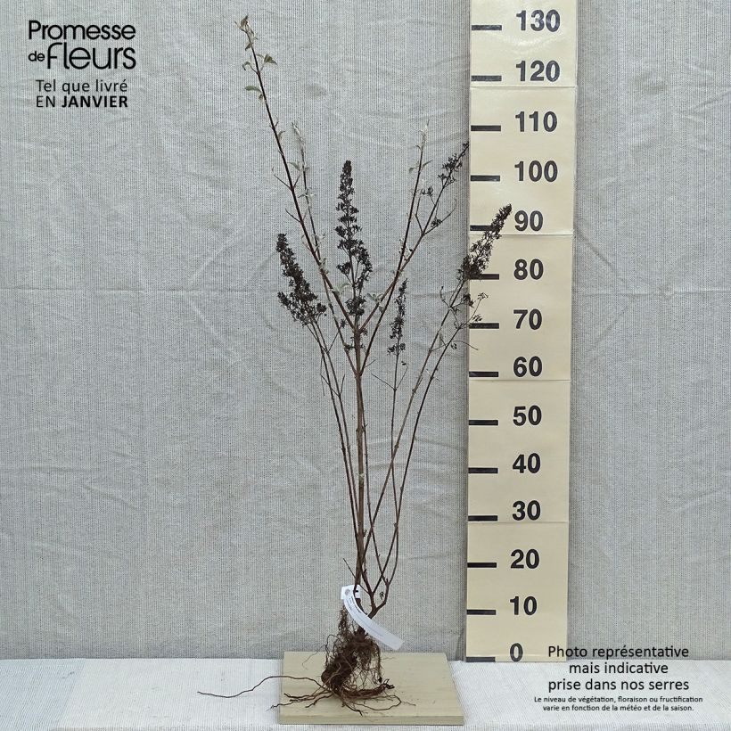 Amostra de Budleia davidii Pink Delight Raízes nuas tal como entregue no inverno