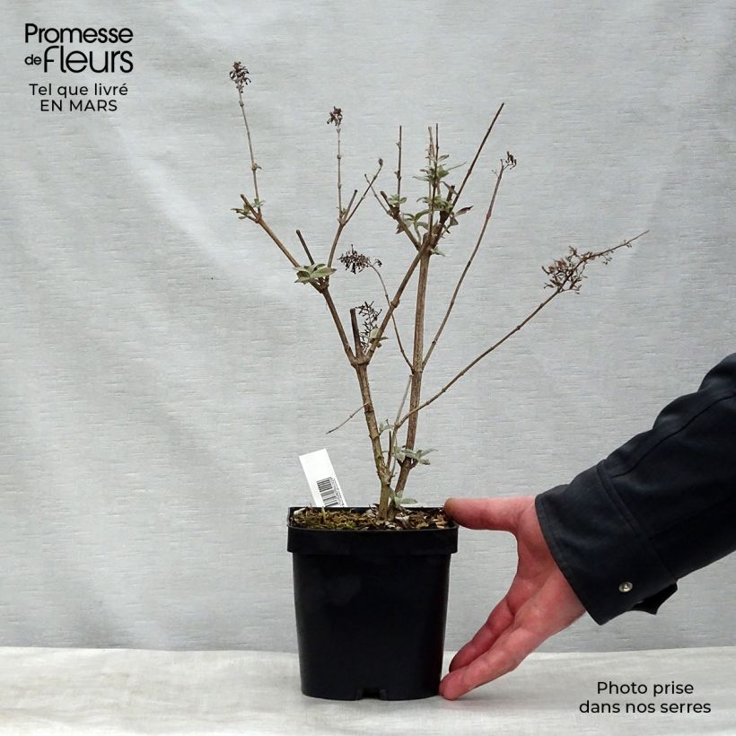 Amostra de Budleia davidii Rêve de Papillon Pink Vaso de 2 L/3 L tal como entregue na primavera