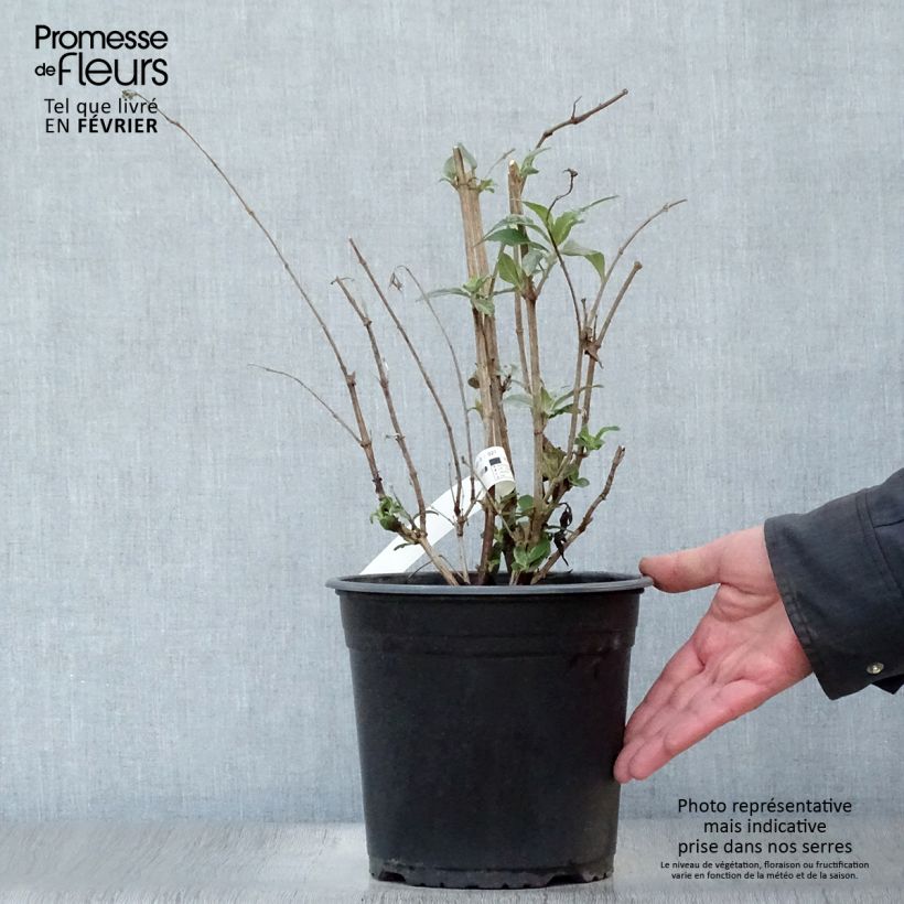 Amostra de Buddleia davidii Rêve de Papillon Pink - Arbre aux papillons Vaso de 4 L/5 L tal como entregue no inverno