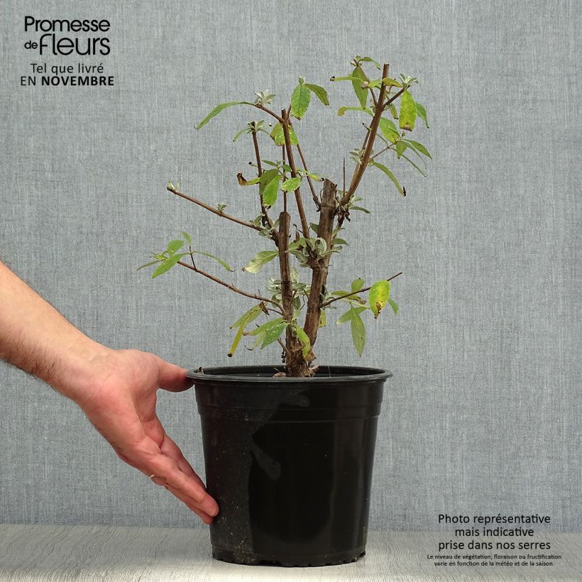 Amostra de Budleia davidii Rêve de Papillon Pink Vaso de 4 L/5 L tal como entregue no outono