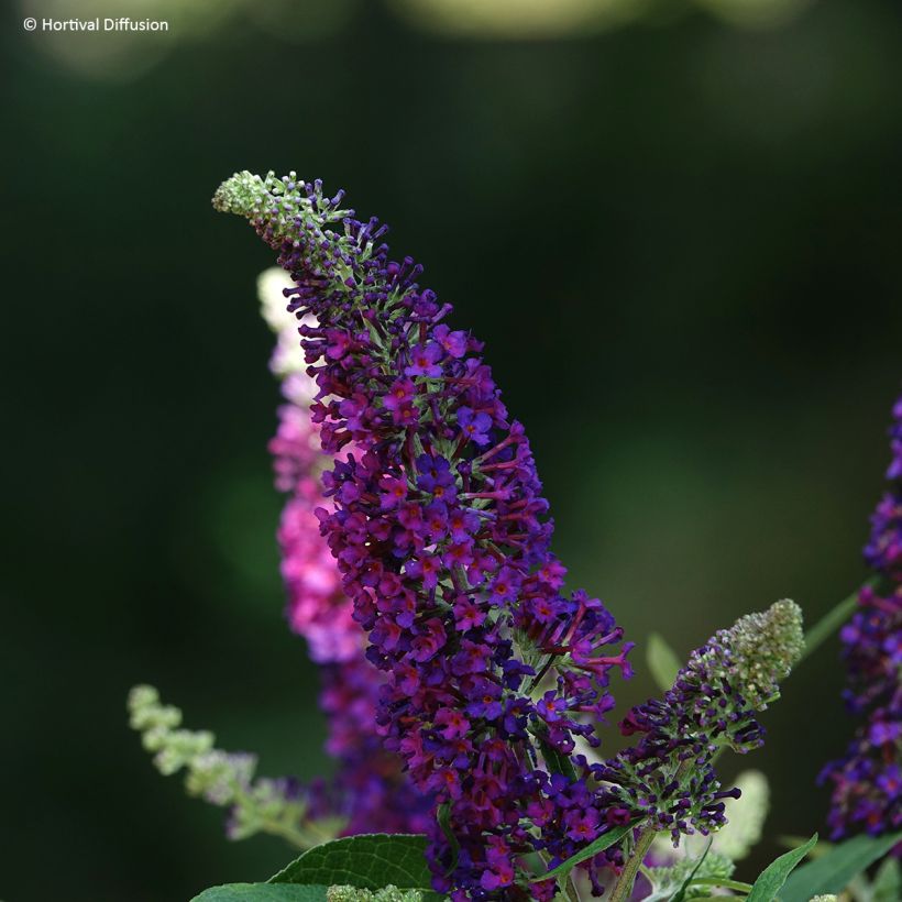 Budleia davidii Rêve de Papillon Violet (Floração)
