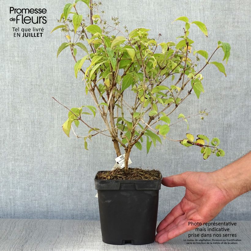 Amostra de Budleia davidii Reve de Papillon Branco Vaso de 2 L/3 L tal como entregue no verão