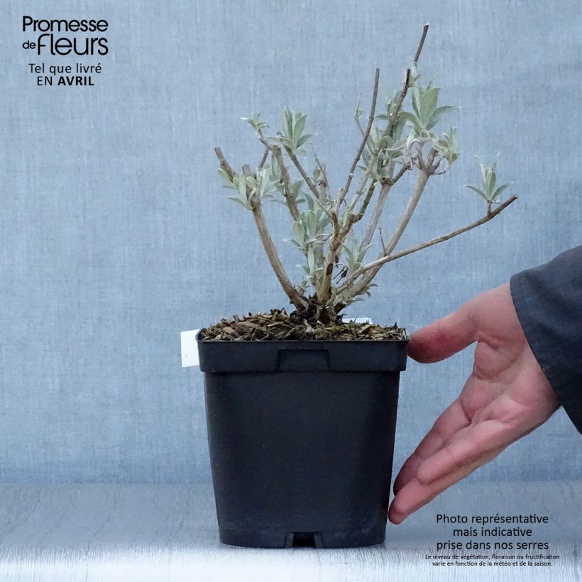 Amostra de Budleia davidii Reve de Papillon Branco Vaso de 2 L/3 L tal como entregue na primavera