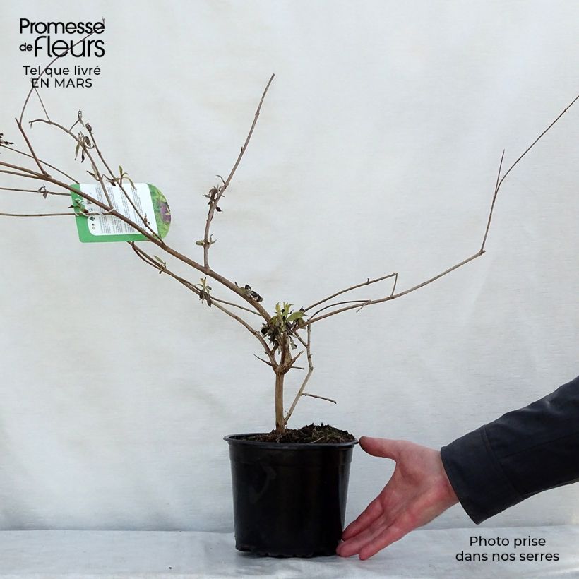 Amostra de Budleia davidii Santana Vaso de 2 L/3 L tal como entregue na primavera