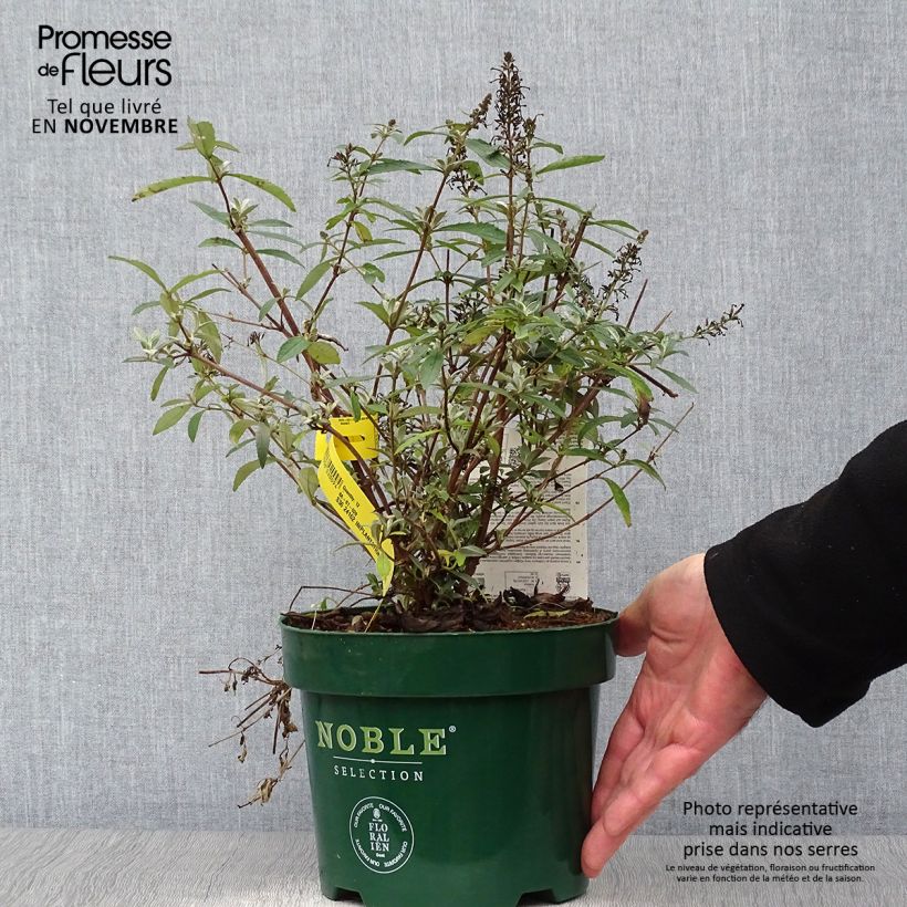 Amostra de Budleia davidii Sophie Vaso de 2 L/3 L tal como entregue no outono