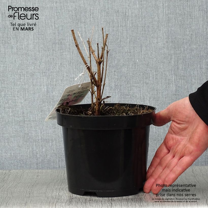 Amostra de Buddleia davidii Summer Beauty Vaso de 2 L/3 L tal como entregue no inverno