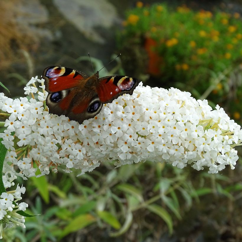Budleia davidii White Profusion (Floração)