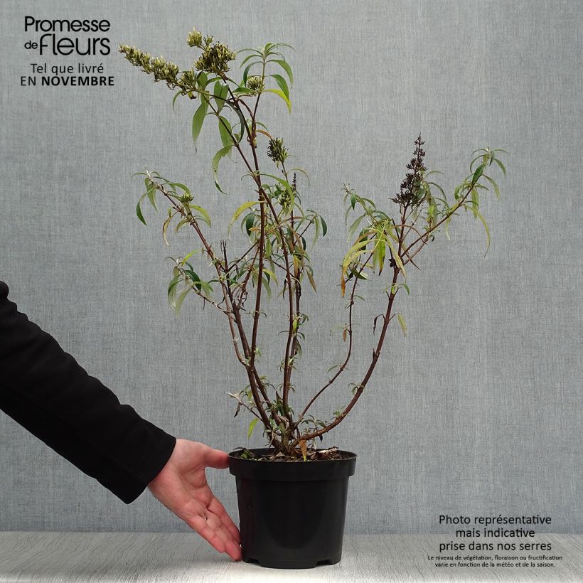 Amostra de Budleia davidii White Profusion Vaso de 3 L/4 L tal como entregue no outono