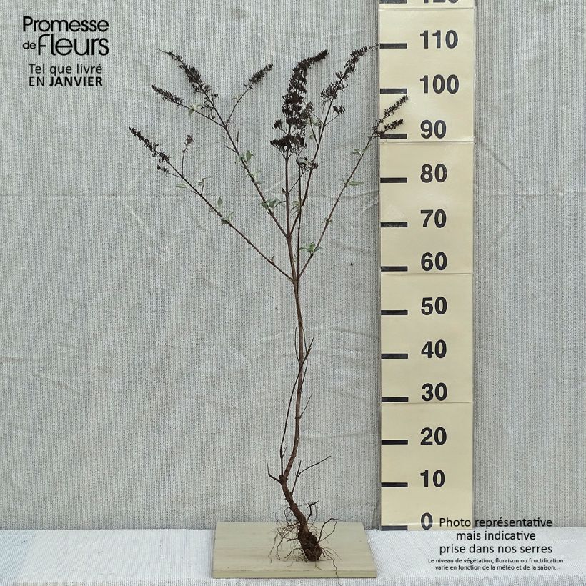 Amostra de Budleia davidii White Profusion Raízes nuas tal como entregue no inverno