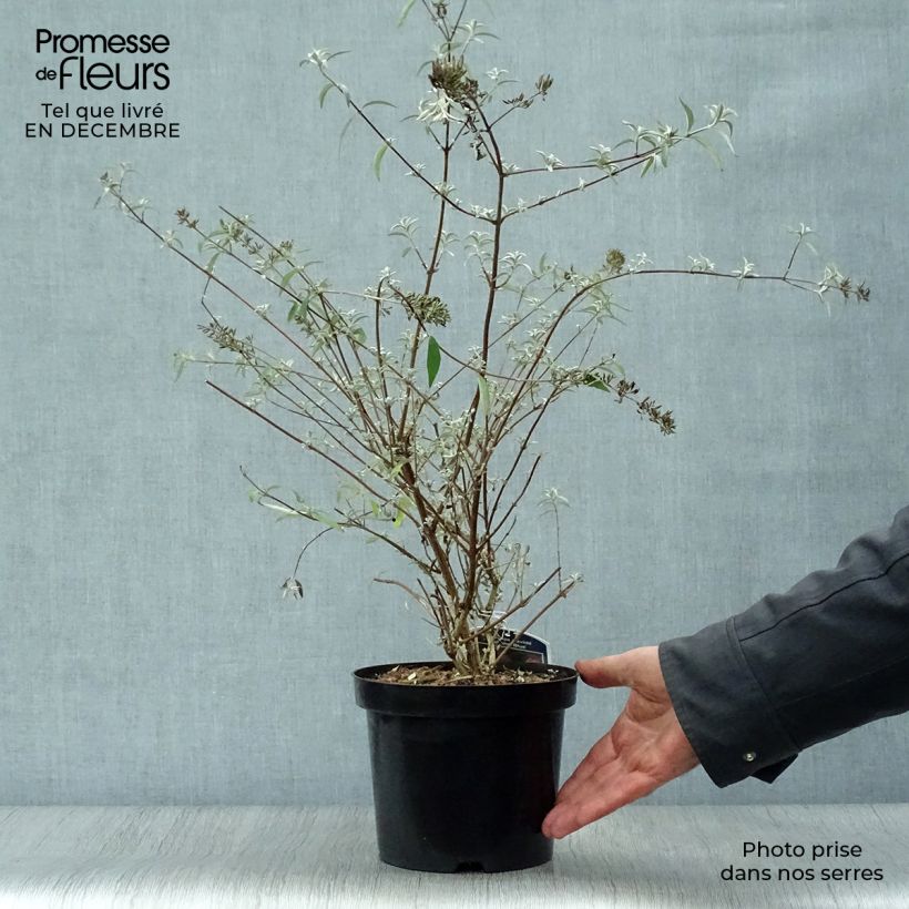 Amostra de Buddleia davidii Nanho Blue  - Arbre aux papillons nain Vaso de 3 L/4 L tal como entregue no inverno