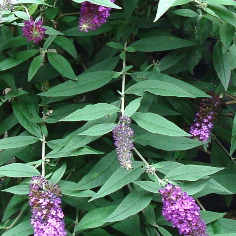 Budleia davidii BLOOMTASTIC® Dreaming Lavender (Folhagem)