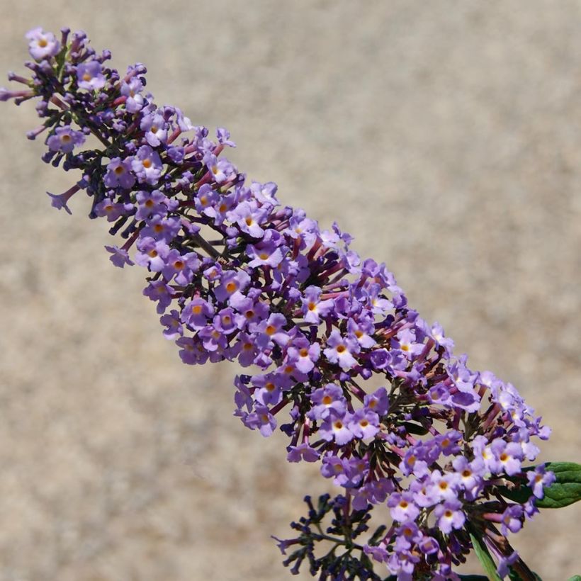 Budleia davidii BLOOMTASTIC® Dreaming Lavender (Floração)