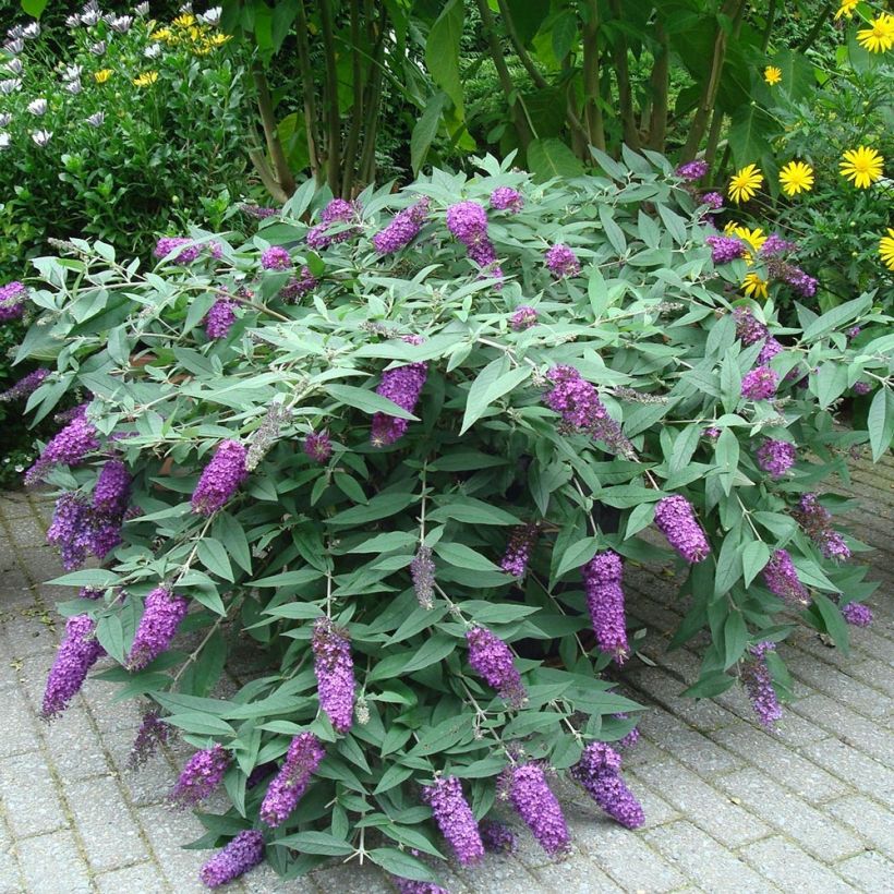 Budleia davidii BLOOMTASTIC® Dreaming Lavender (Hábito)