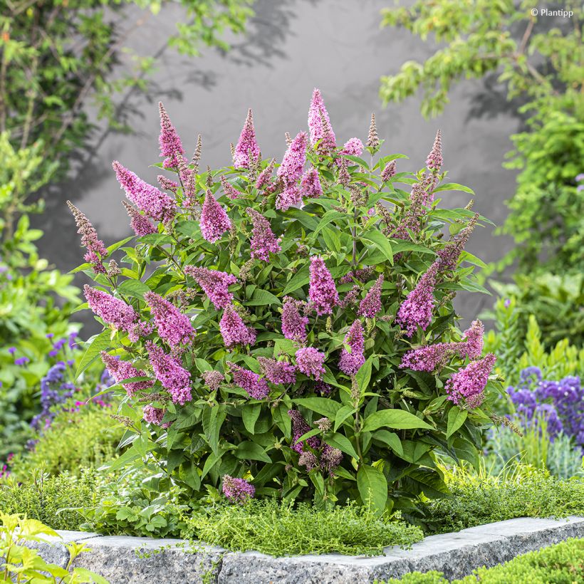 Budleia davidii Butterfly Candy Little Pink (Hábito)
