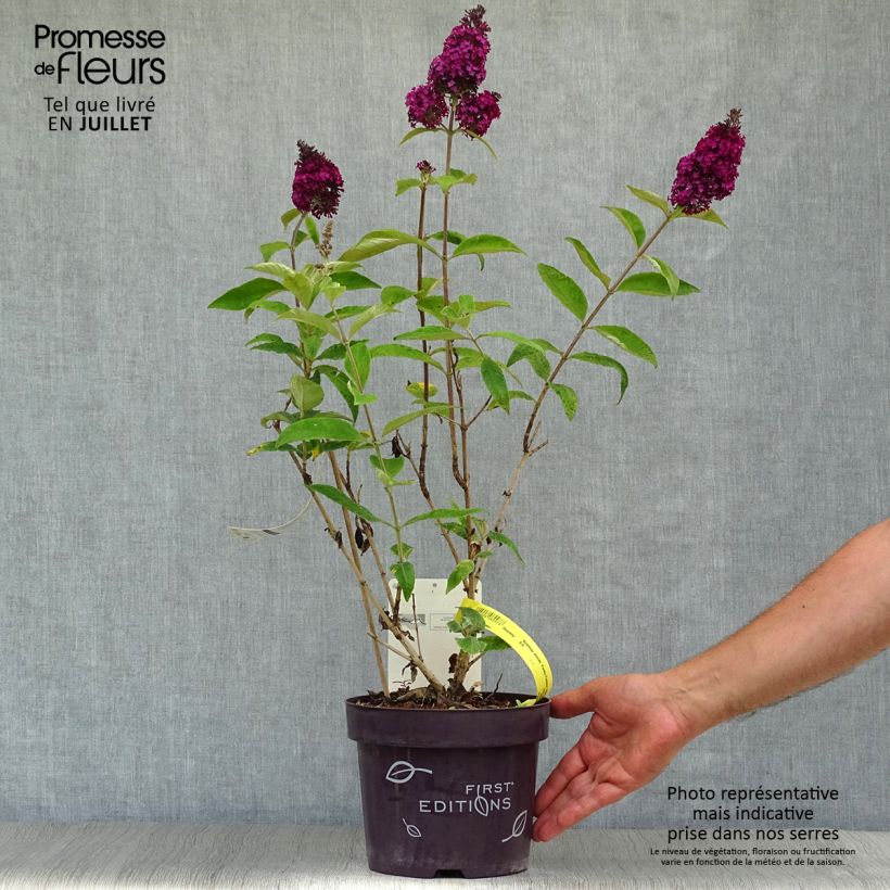 Amostra de Budleia davidii Funky Fuchsia Vaso de 2 L/3 L tal como entregue no verão
