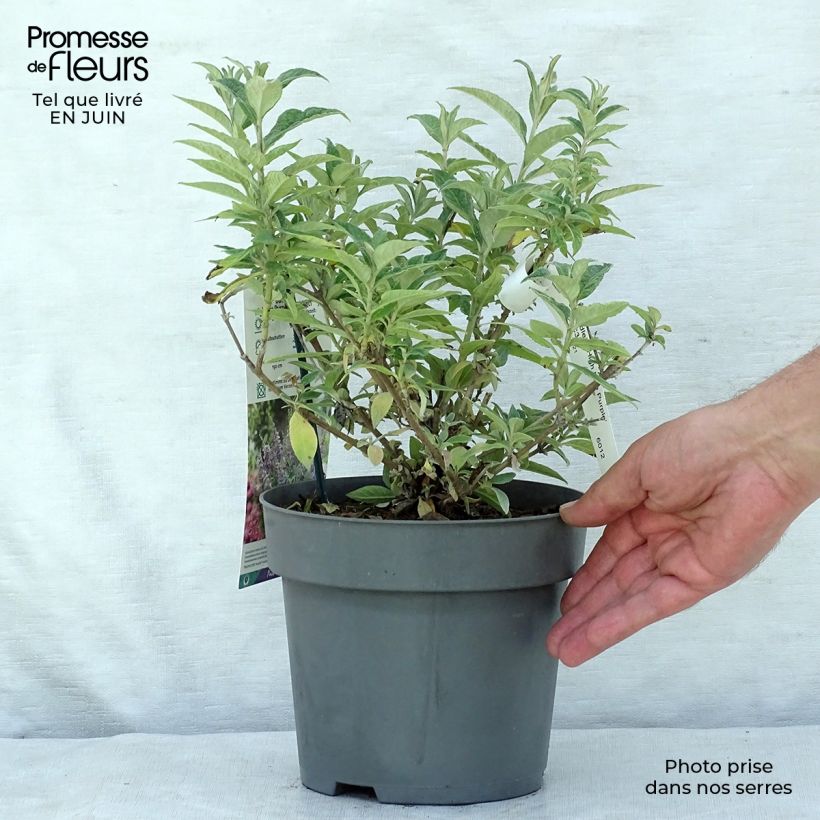 Amostra de Budleia davidii High Five Purple Vaso de 2 L/3 L tal como entregue no verão
