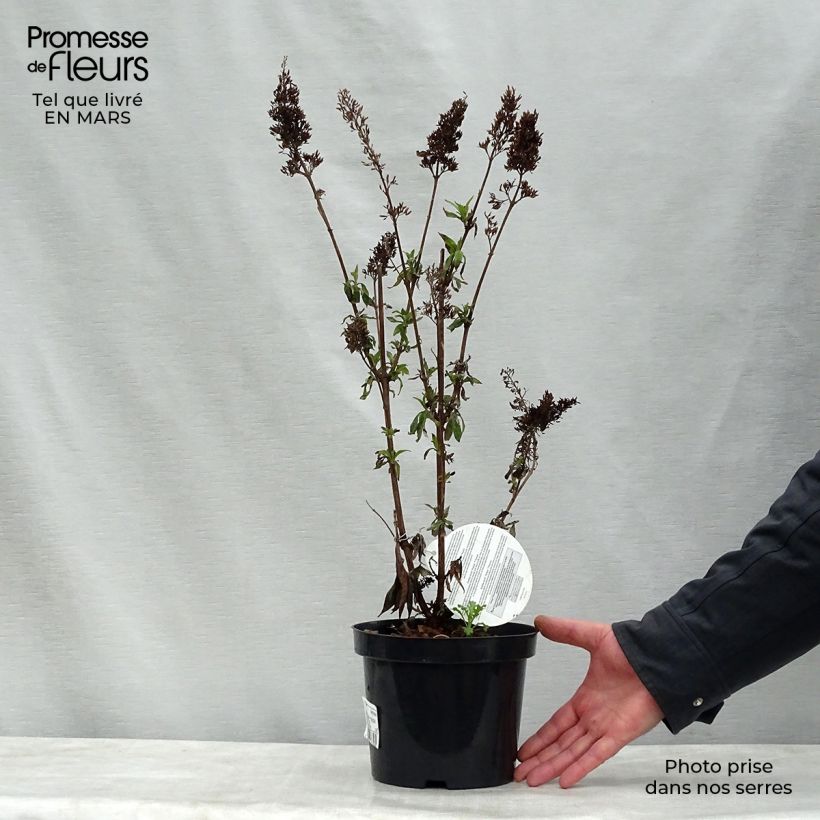 Amostra de Budleia davidii Peacock Vaso de 3 L/4 L tal como entregue na primavera