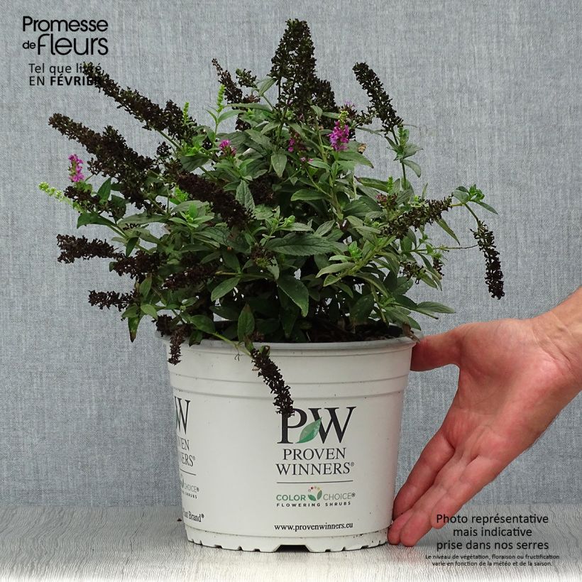Amostra de Budleia davidii Pink Micro Chip Vaso de 3 L/4 L tal como entregue no outono