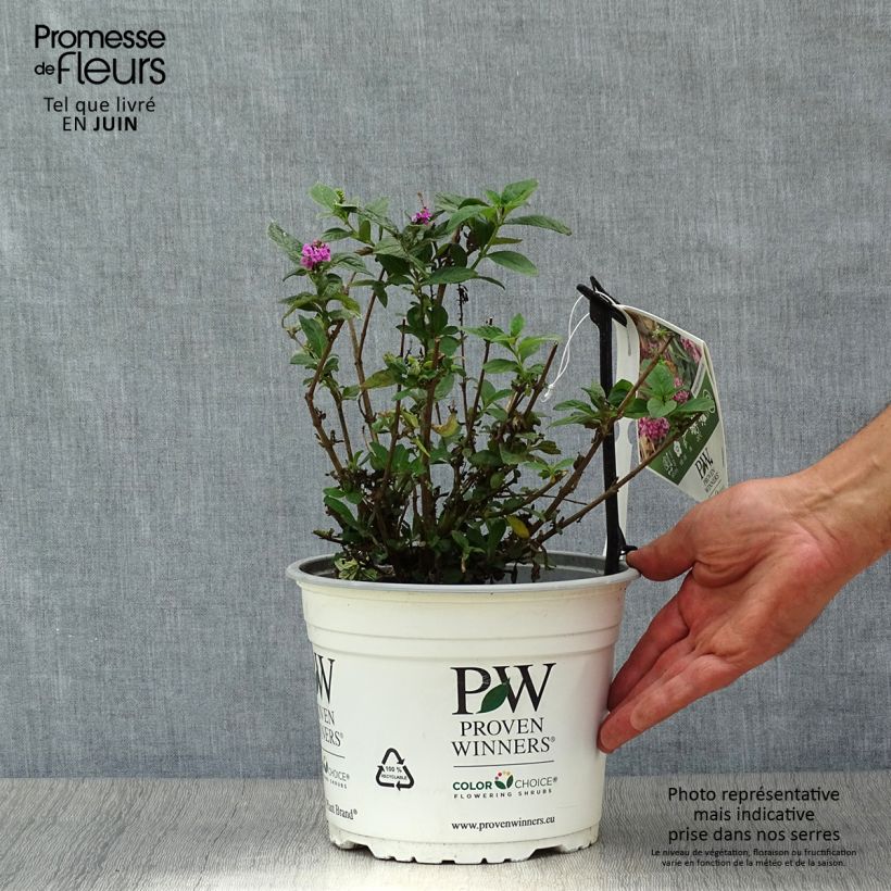 Amostra de Budleia davidii Pink Micro Chip Vaso de 3 L/4 L tal como entregue no verão