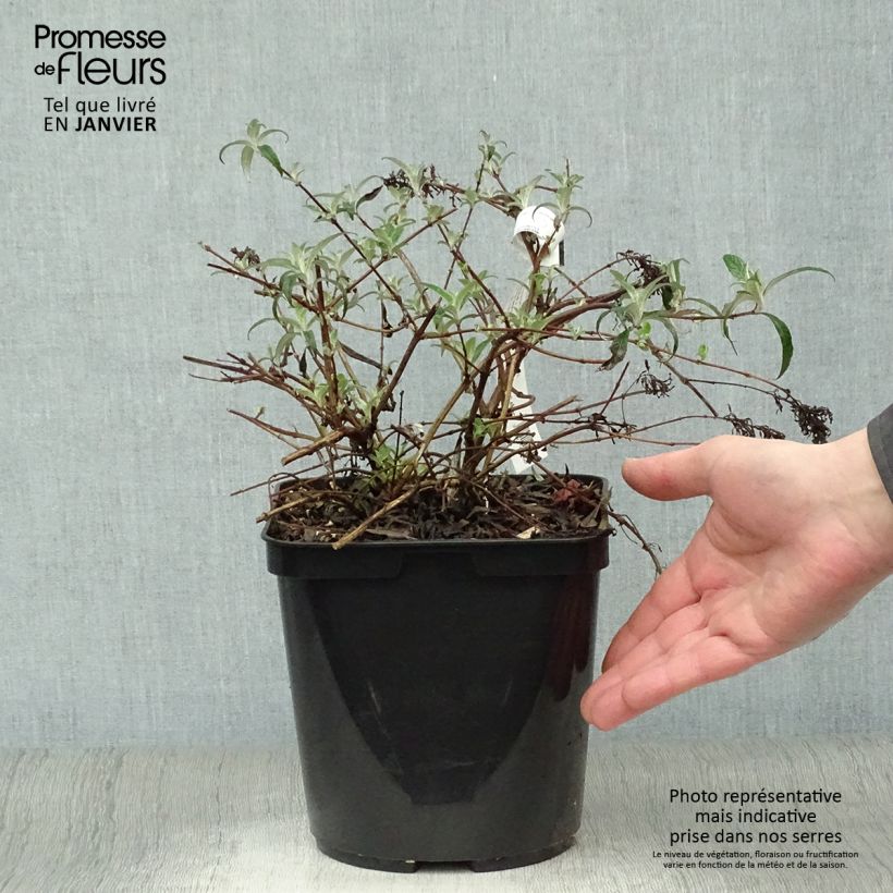 Amostra de Budleia davidii Wisteria Lane Vaso de 3 L/4 L tal como entregue no inverno
