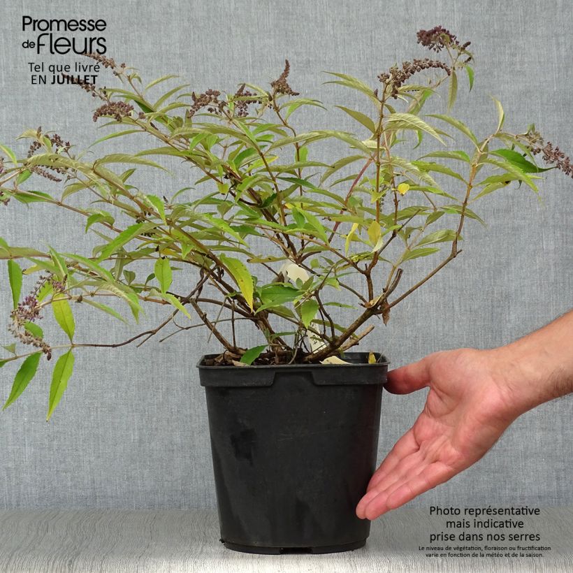 Amostra de Budleia davidii Wisteria Lane Vaso de 3 L/4 L tal como entregue no verão