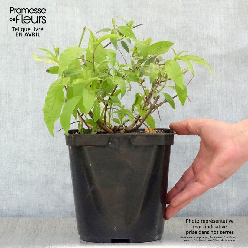 Amostra de Budleia davidii Wisteria Lane Vaso de 3 L/4 L tal como entregue na primavera