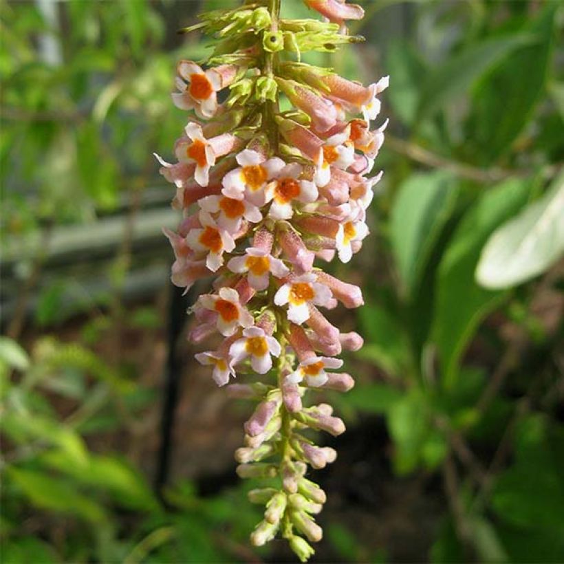 Budleia macrostachya (Floração)