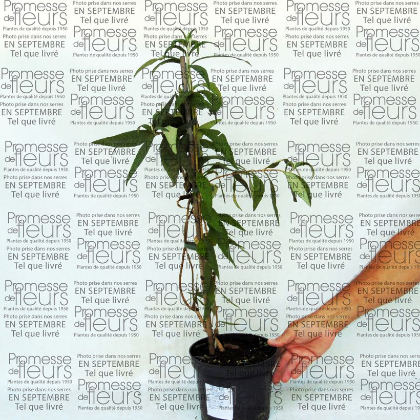 Exemplo de amostra de Buddleja colvilei - Arbre aux papillons Vaso de 2 L/3 L tal como entregue