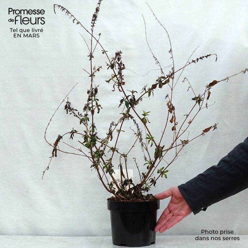 Amostra de Budleia davidii Argus Velvet Vaso de 3 L/4 L tal como entregue na primavera