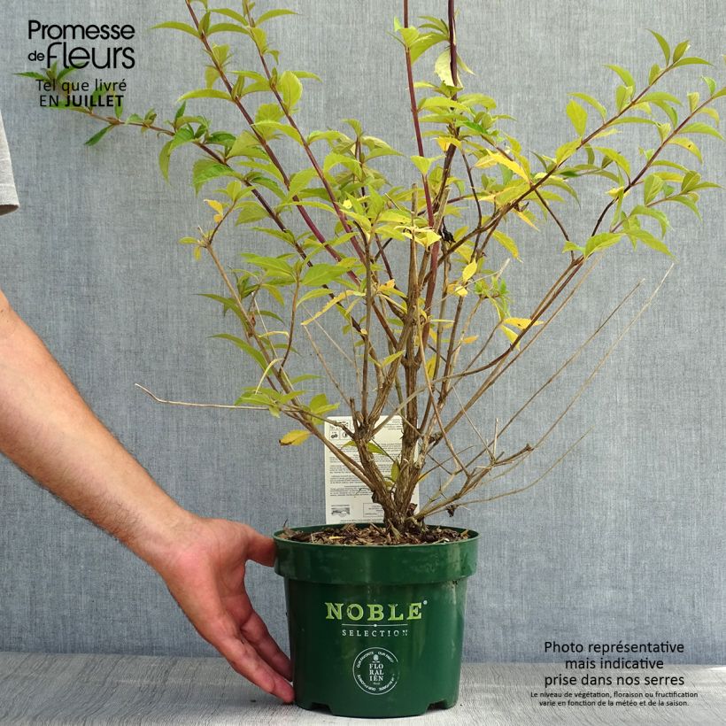 Amostra de Budleia davidii Argus Velvet Vaso de 3 L/4 L tal como entregue no verão