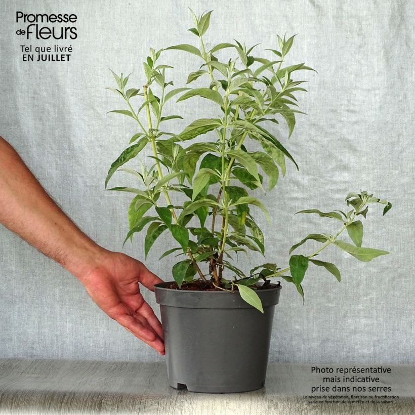 Amostra de Budleia davidii Argus White Vaso de 3 L/4 L tal como entregue no verão