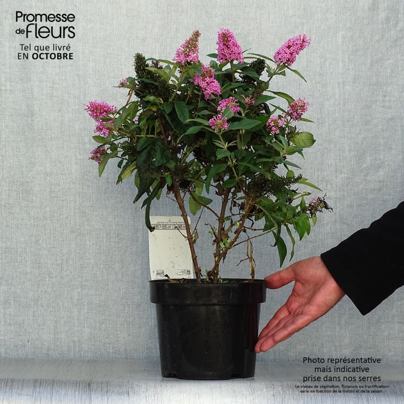 Amostra de Budleia davidii Butterfly Candy Little Pink Vaso de 3 L/4 L tal como entregue no outono