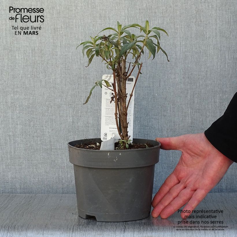 Amostra de Budleia davidii Butterfly Candy Little Pink Vaso de 3 L/4 L tal como entregue no inverno