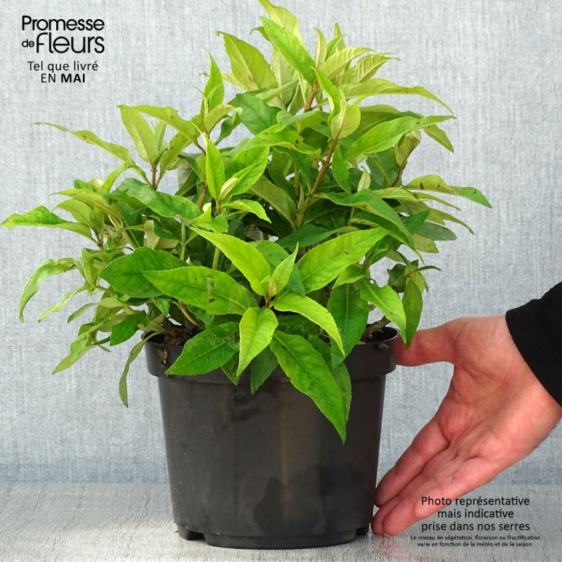 Amostra de Budleia davidii Butterfly Candy Little Pink Vaso de 3 L/4 L tal como entregue na primavera