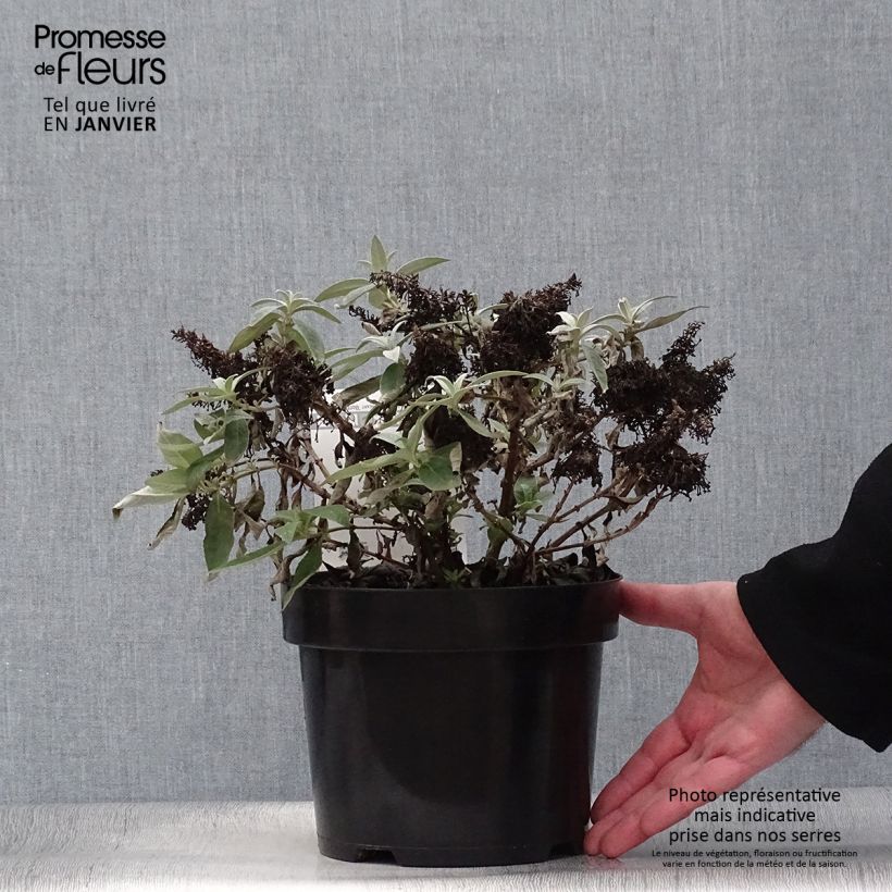 Amostra de Budleia davidii Butterfly Candy Lila Sweetheart nain Vaso de 3 L/4 L tal como entregue no inverno