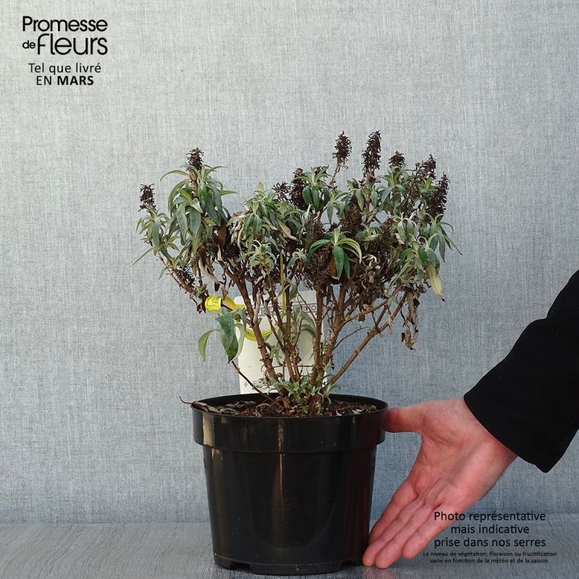 Amostra de Budleia davidii Butterfly Candy Little Lila Vaso de 3 L/4 L tal como entregue no inverno