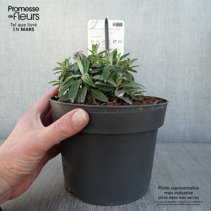 Amostra de Budleia davidii Butterfly Candy Little Ruby Vaso de 3 L/4 L tal como entregue no inverno