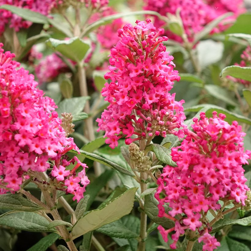 Budleia davidii Butterfly Candy Little Ruby (Floração)