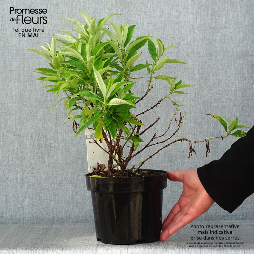 Amostra de Budleia davidii Butterfly Candy Little White Vaso de 3 L/4 L tal como entregue na primavera