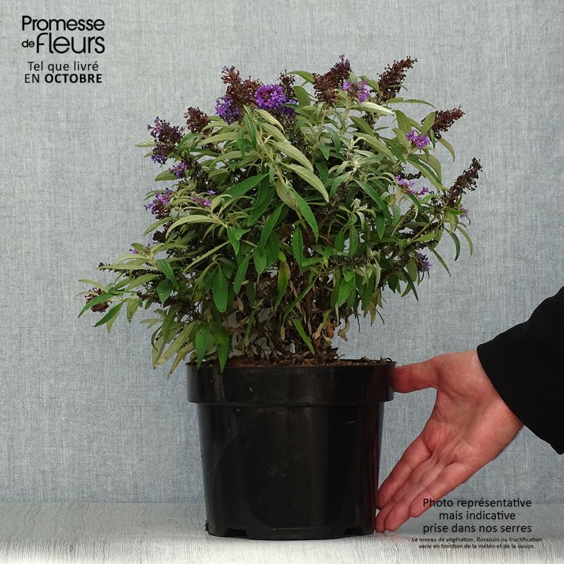 Amostra de Budleia davidii Butterfly Candy Little Purple Vaso de 3 L/4 L tal como entregue no outono