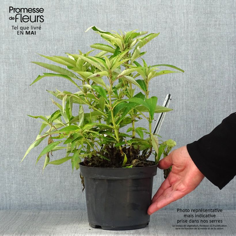 Amostra de Budleia davidii Butterfly Candy Little Purple Vaso de 3 L/4 L tal como entregue na primavera