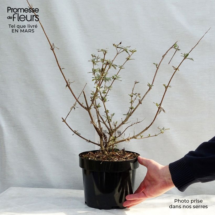 Amostra de Buddleja davidii Camberwell Beauty - Arbre aux papillons Vaso de 3 L/4 L tal como entregue na primavera