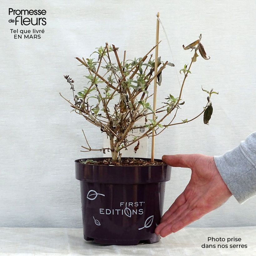 Amostra de Budleia davidii Groovy Grape Vaso de 3 L/4 L tal como entregue na primavera