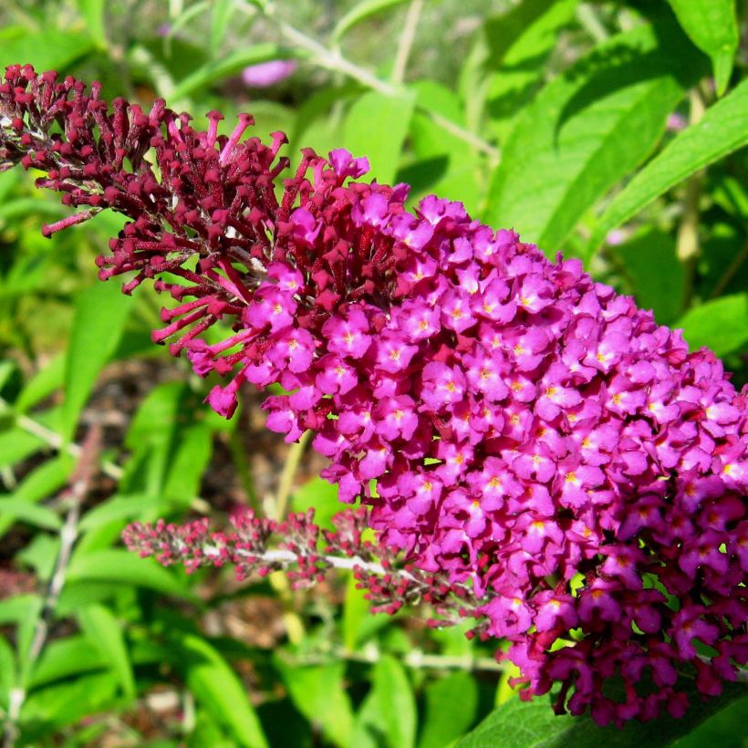 Budleia davidii Sugar Plum (Floração)