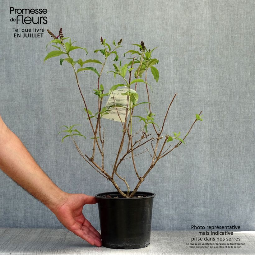 Amostra de Budleia davidii Sugar Plum Vaso de 3 L/4 L tal como entregue no verão